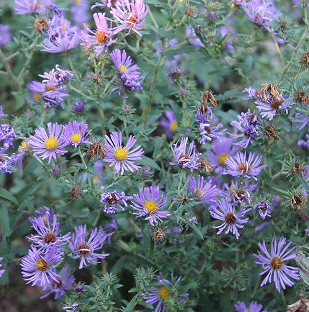 New England Aster
