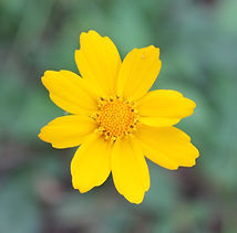 Coreopsis auriculata (2).JPG