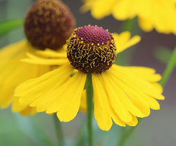 Helenium flexuosum Purple-headed Sneezeweed (13).JPG