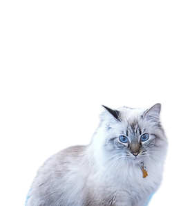 Creamy The Cat in Murrieta, California