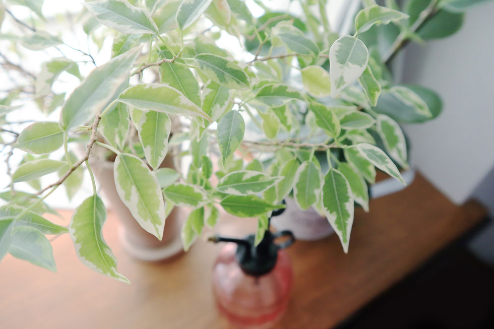 観葉植物