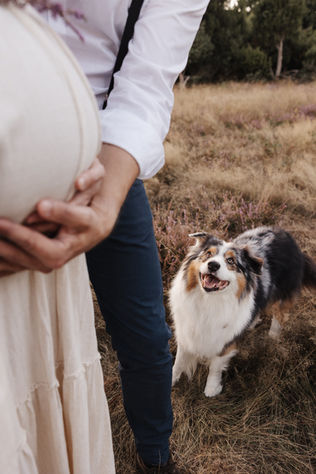 Man hält Babybauch mit den Händen fest. Im Hintergrund guckt ein Hund auf den Babybauch. In der Heide.