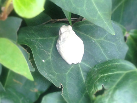 幸運の白いカエル