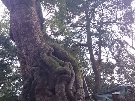 來宮神社と大楠