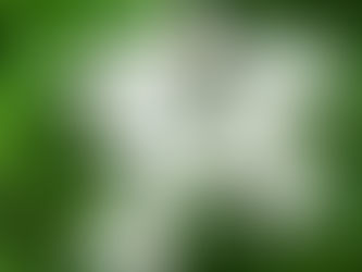 女性性と男性性のバランス〜ジャスミン〜