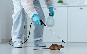 Rodent-control-services-scaled-1.webp