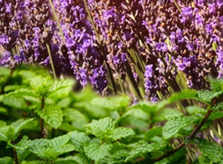 Thumbnail: Lavender Mint Moisturizing Cowash