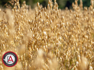 cover crop of ripe oats.