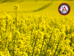 Alberta Farming News: China's Anti-Dumping Probe into Canadian Canola Imports