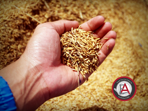 Field Seed Varieties for Alberta Farmers in 2025