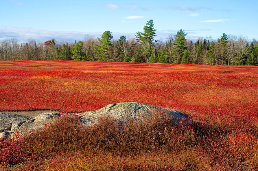 WILD BLUEBERRY HERITAGE CHERRYFIELD MAINE.png