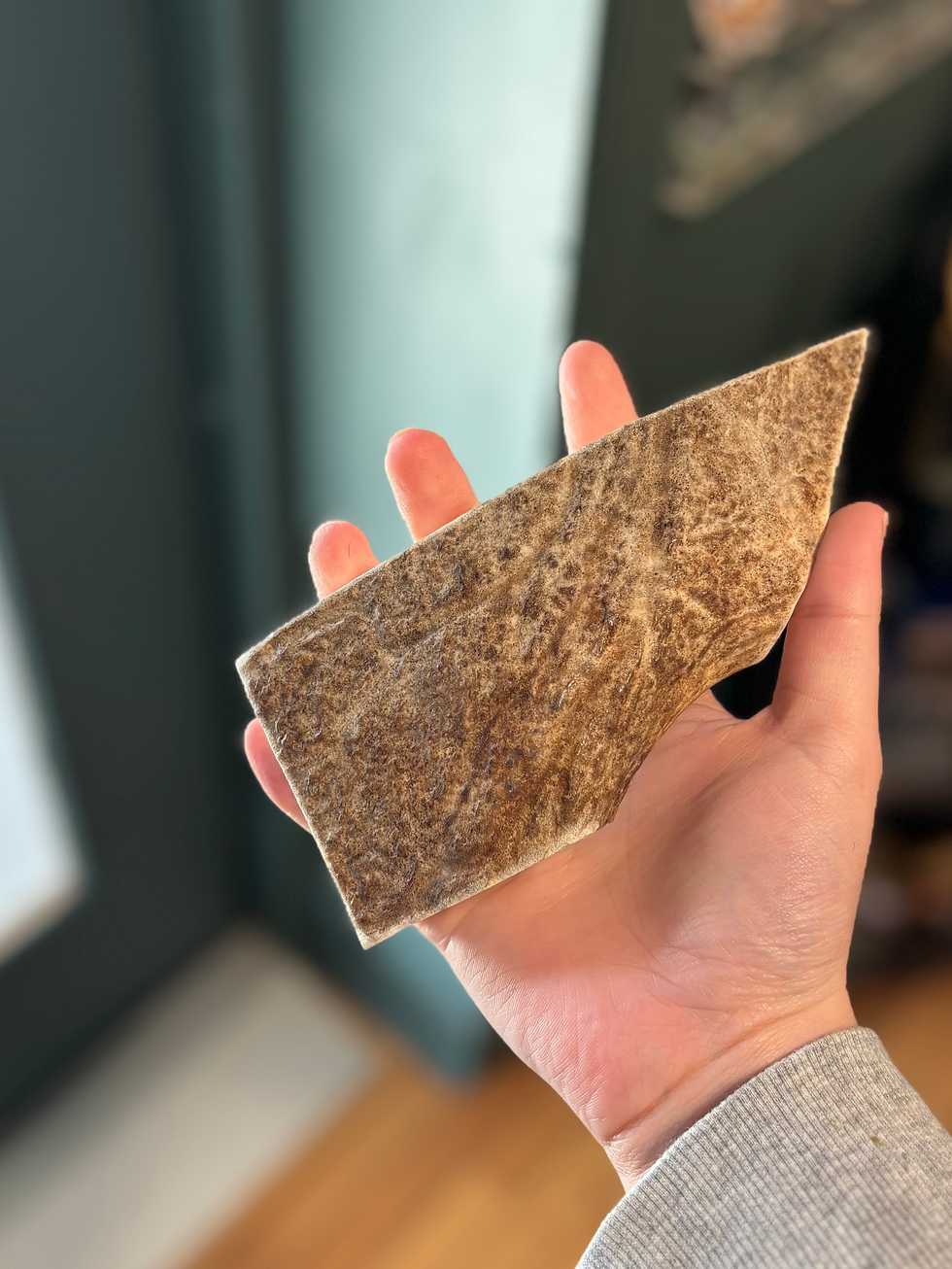 Thumbnail: Moose Antler