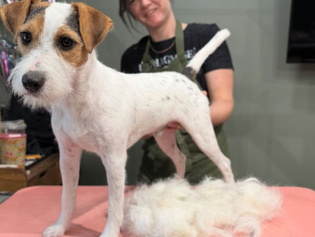 Hand Stripping for Dogs: What It Is, Why It Matters, and Which Breeds Need It Most