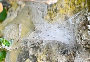 Fasya Sağlığına Bütünsel Yaklaşım