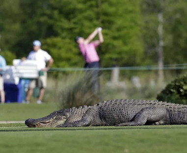 alligator at driving range.jpg