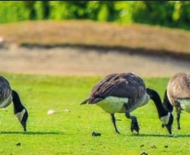 Geese with poop_edited_edited_edited.png