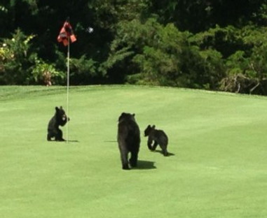 bear.jpg