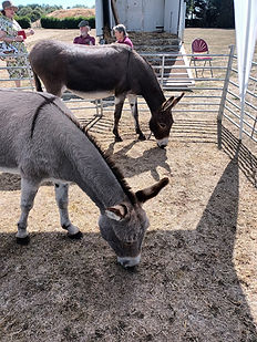 Wonderful Island Farm Donkeys supported a second 'Donkeys at the Museum Day' at REME.jpg