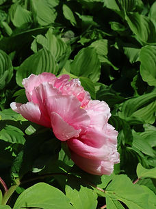 flower-1.jpeg