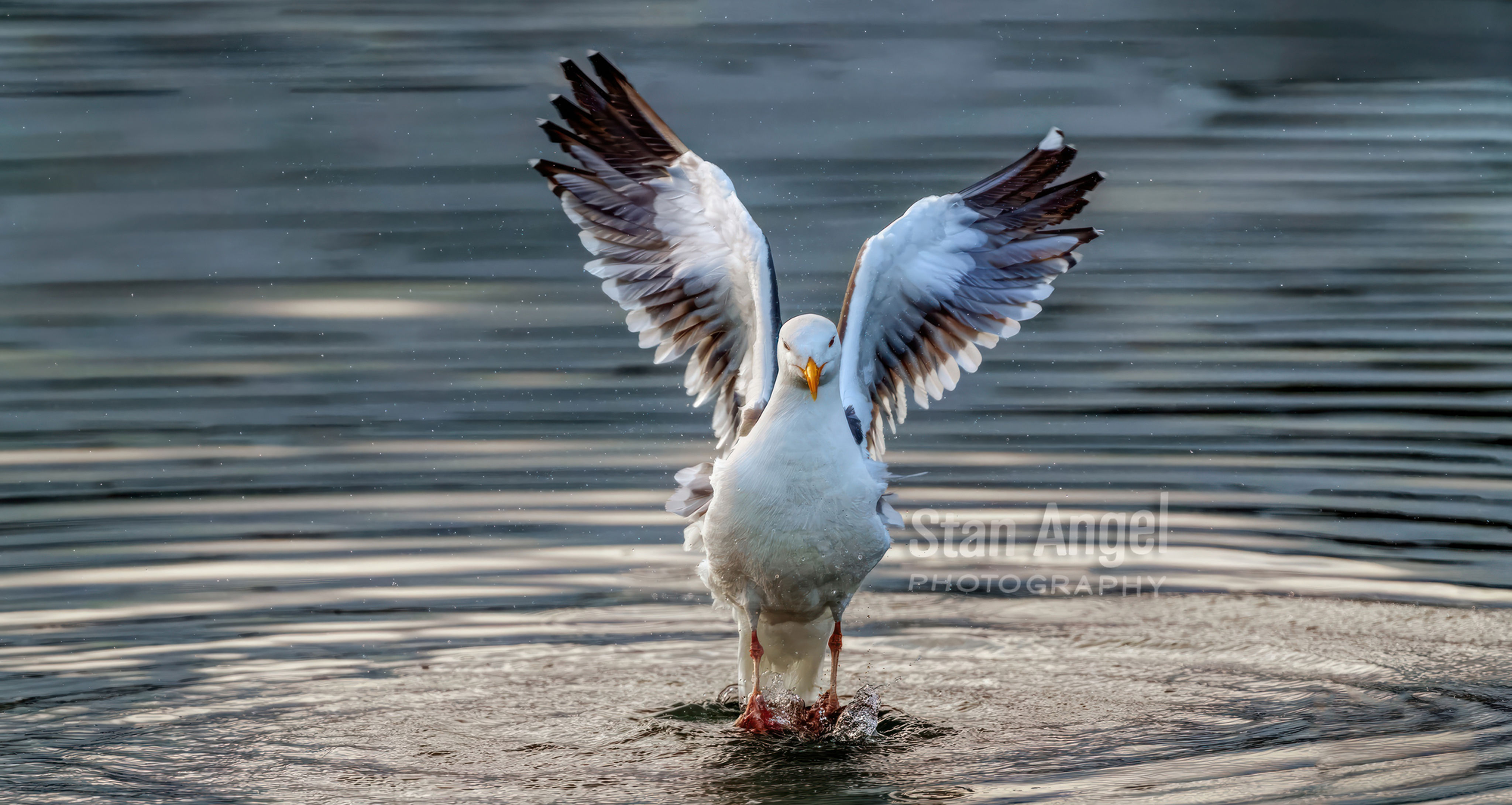 Gull Flight Landing Water Bodega Bay