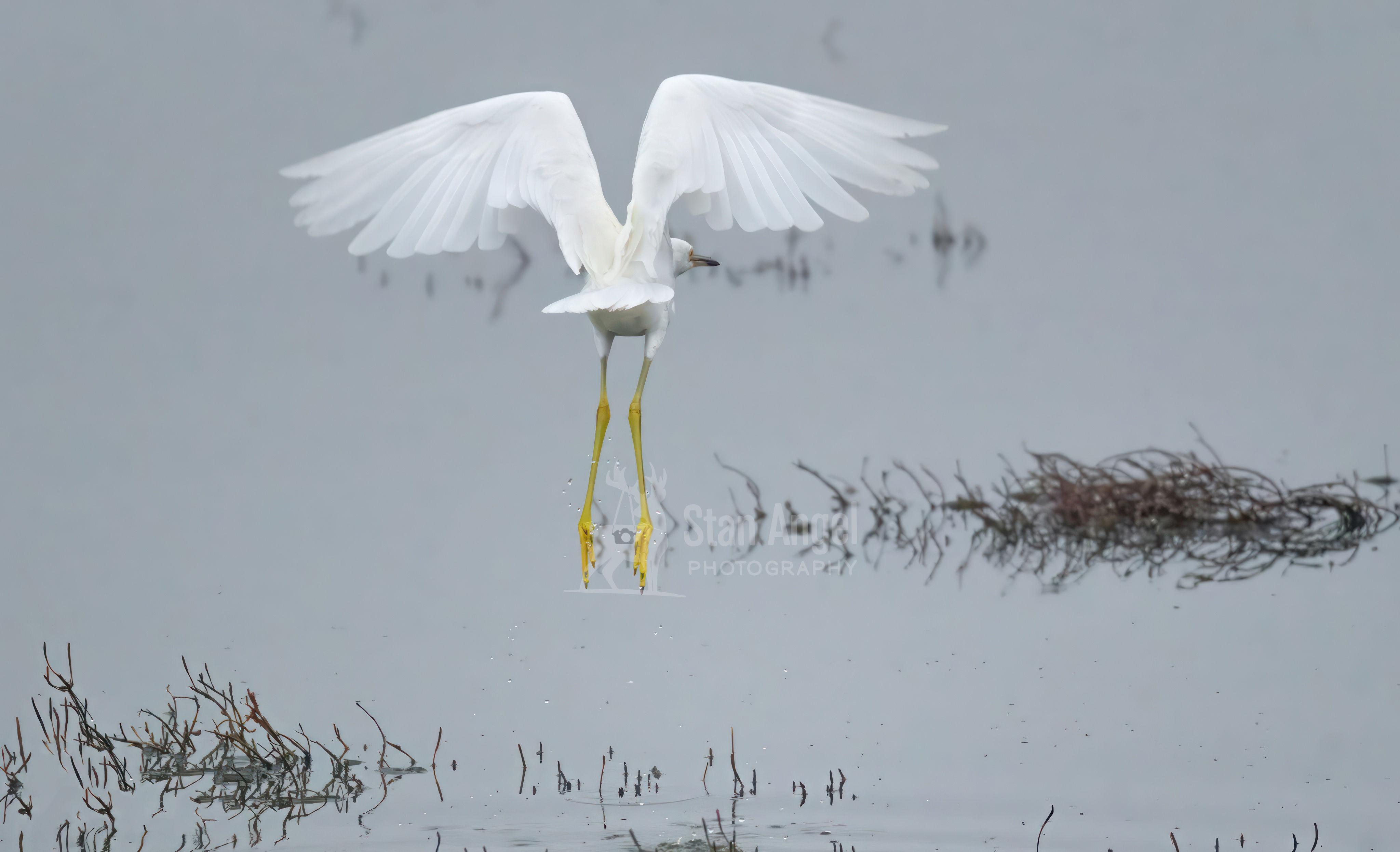 Snowy Egret Takeoff Angel Wings