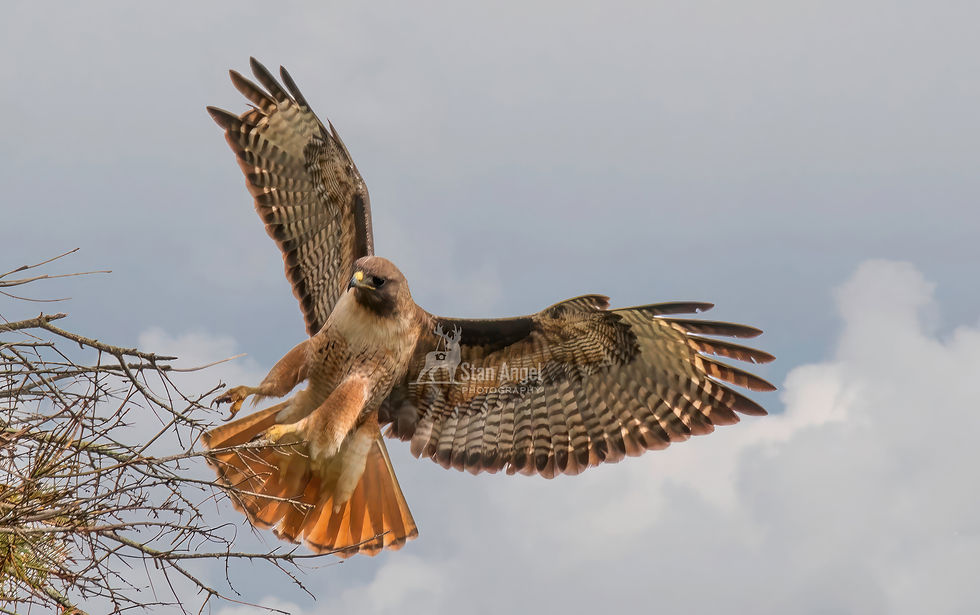 Red Tail Hawk Landing