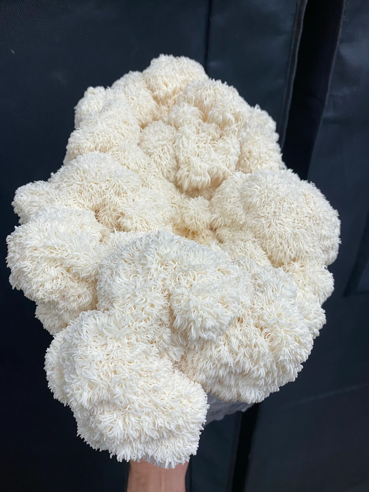 Bear Head