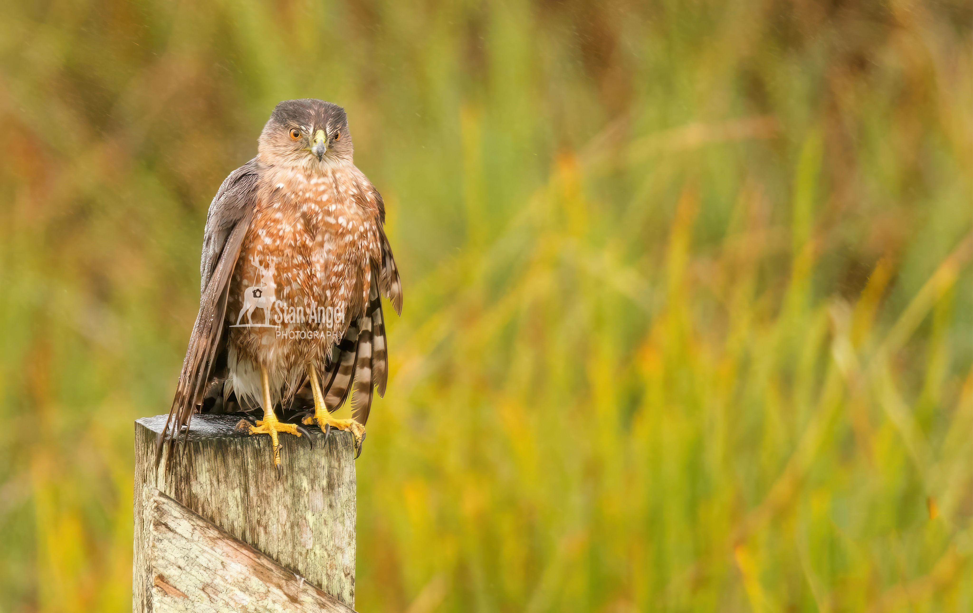 Red Shouldered Hawk Very Wet