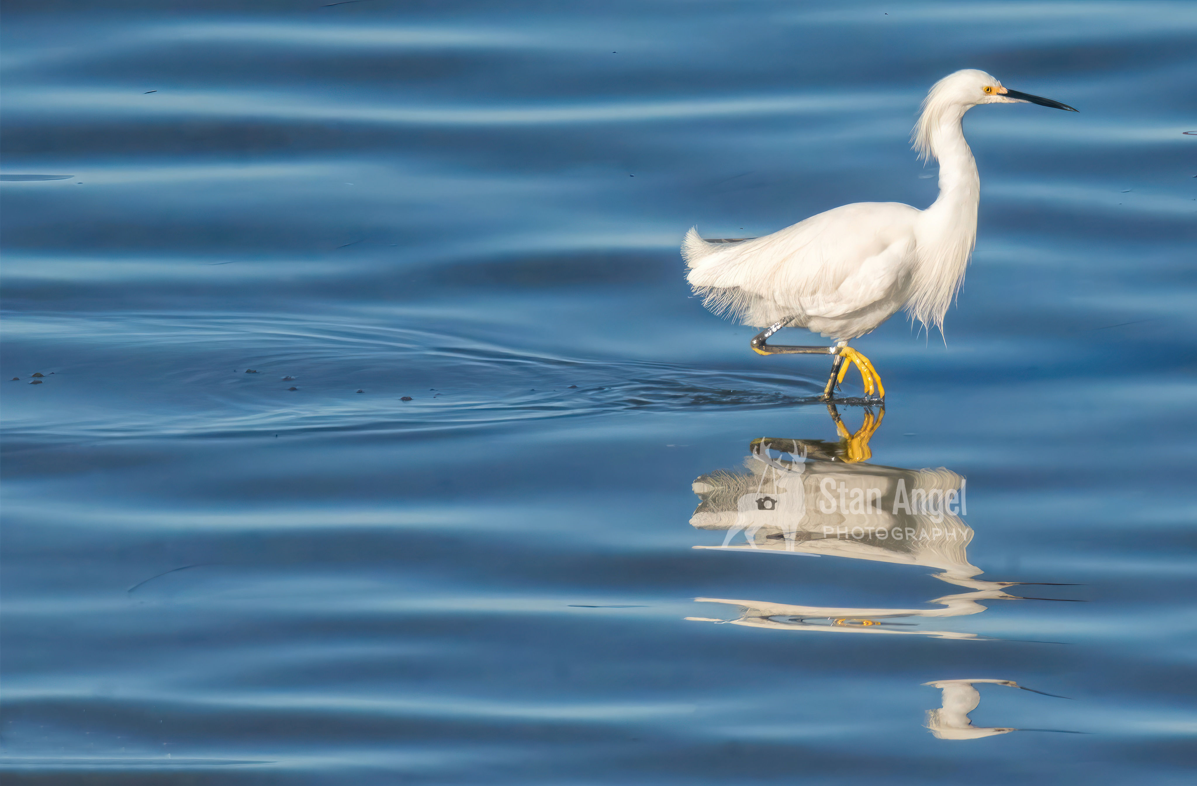 Snowy Egret Chrome Reflection Full