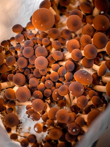 Fresh Mushrooms | Shroom Shroom