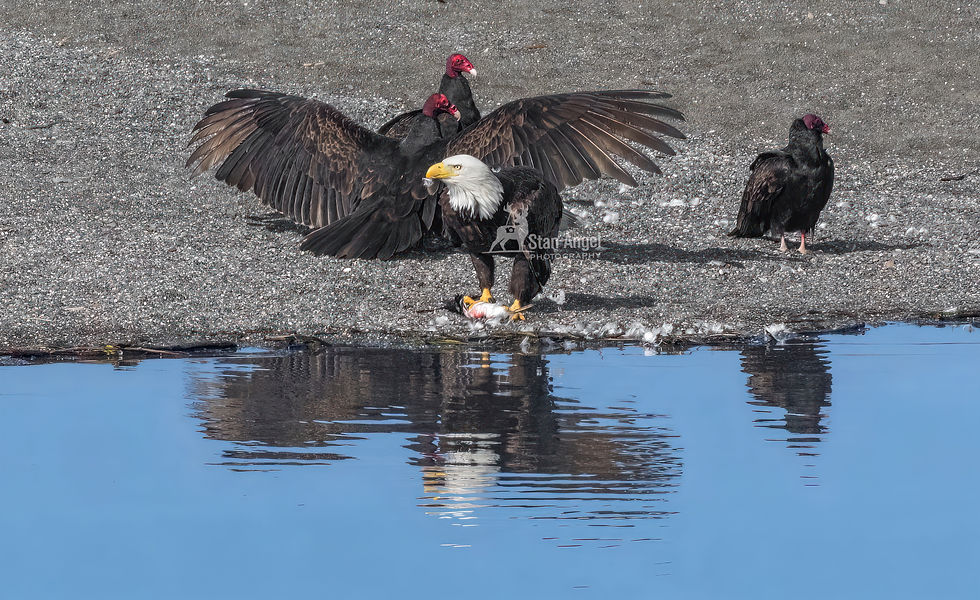 Bald Eagle Female Turkey Vulture