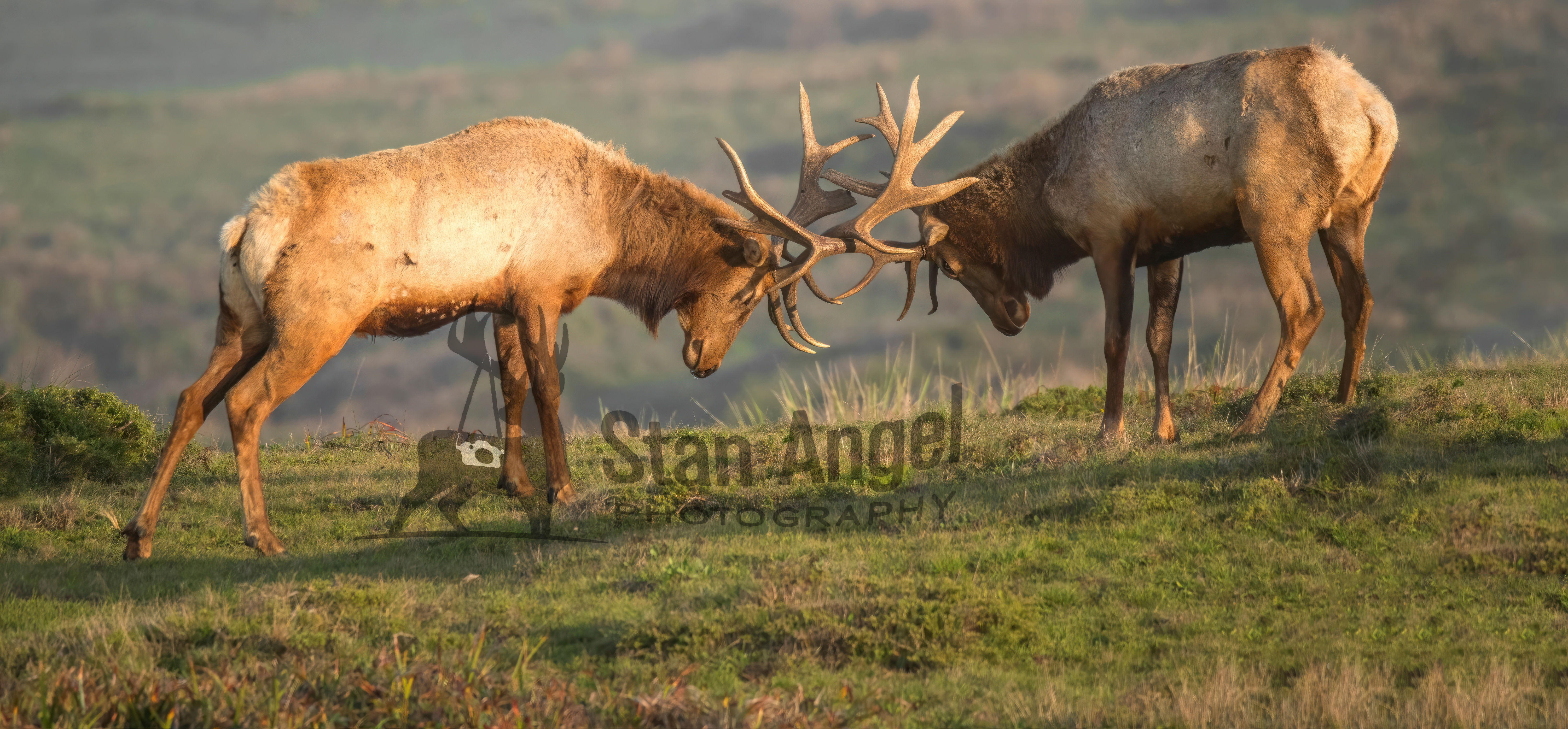 Tule Elk Bulls Locking Horns FULL