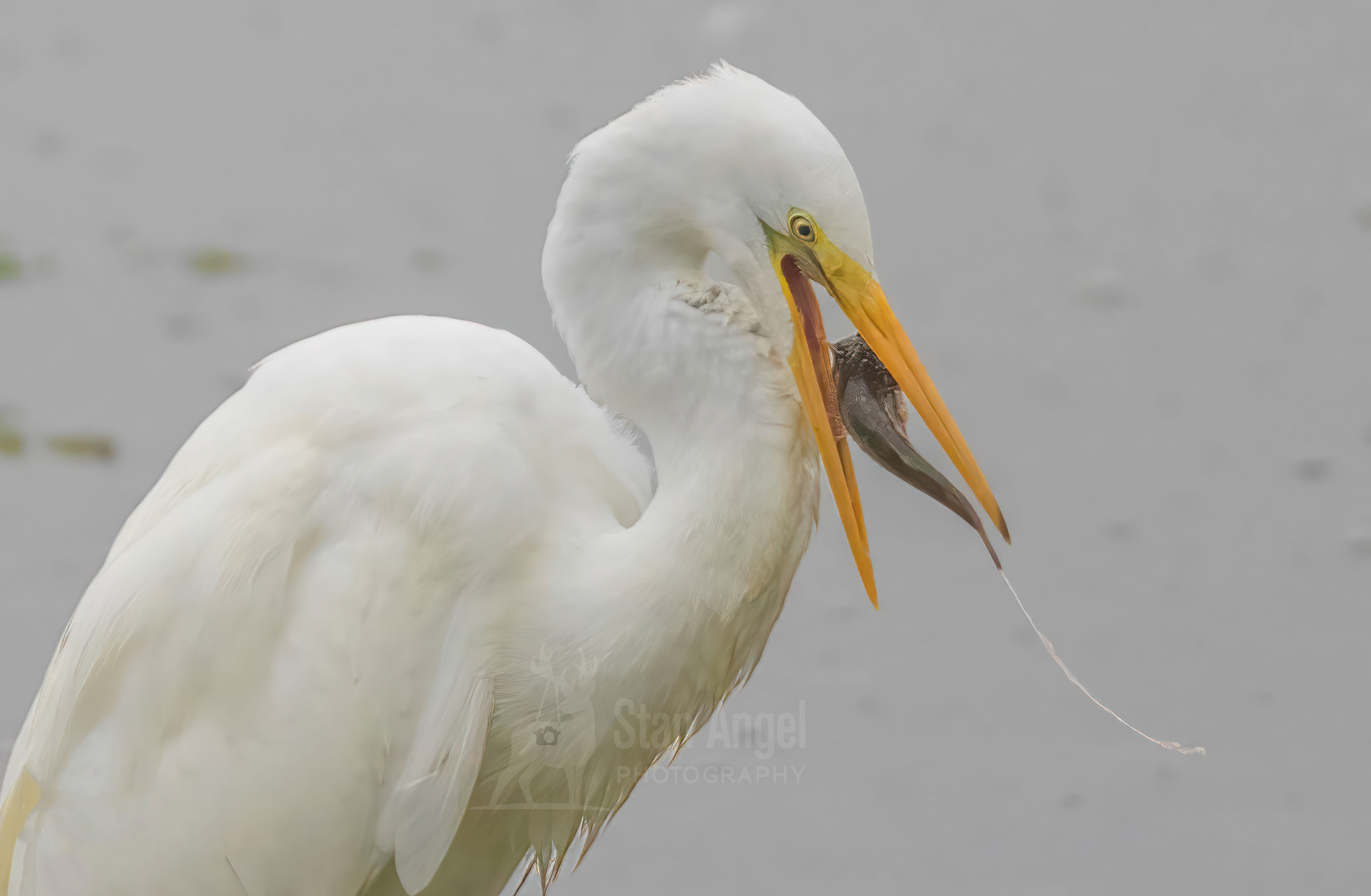 Great White Egret (Heron) Sculpin CROP