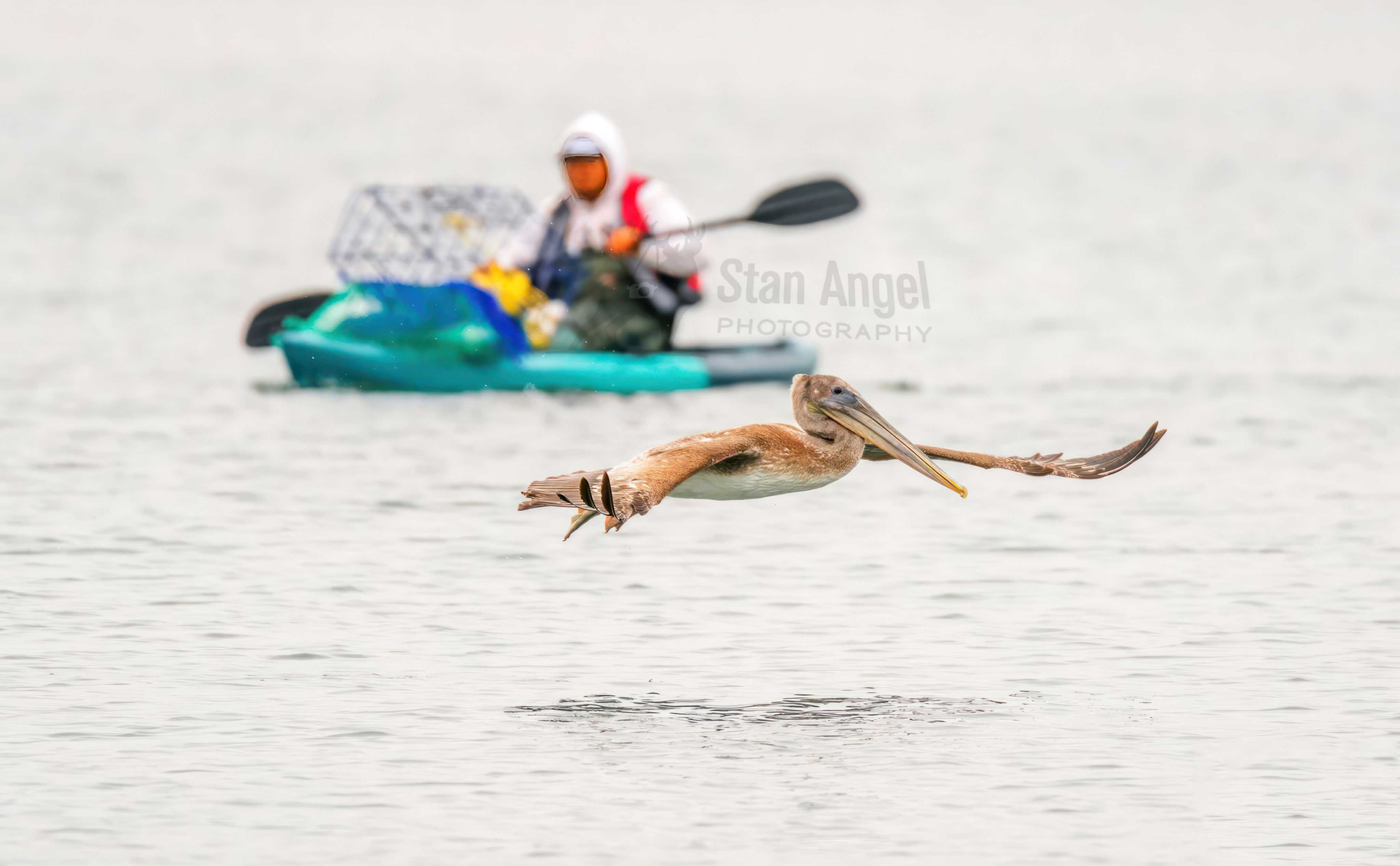 Brown Pelican Surface Skimming