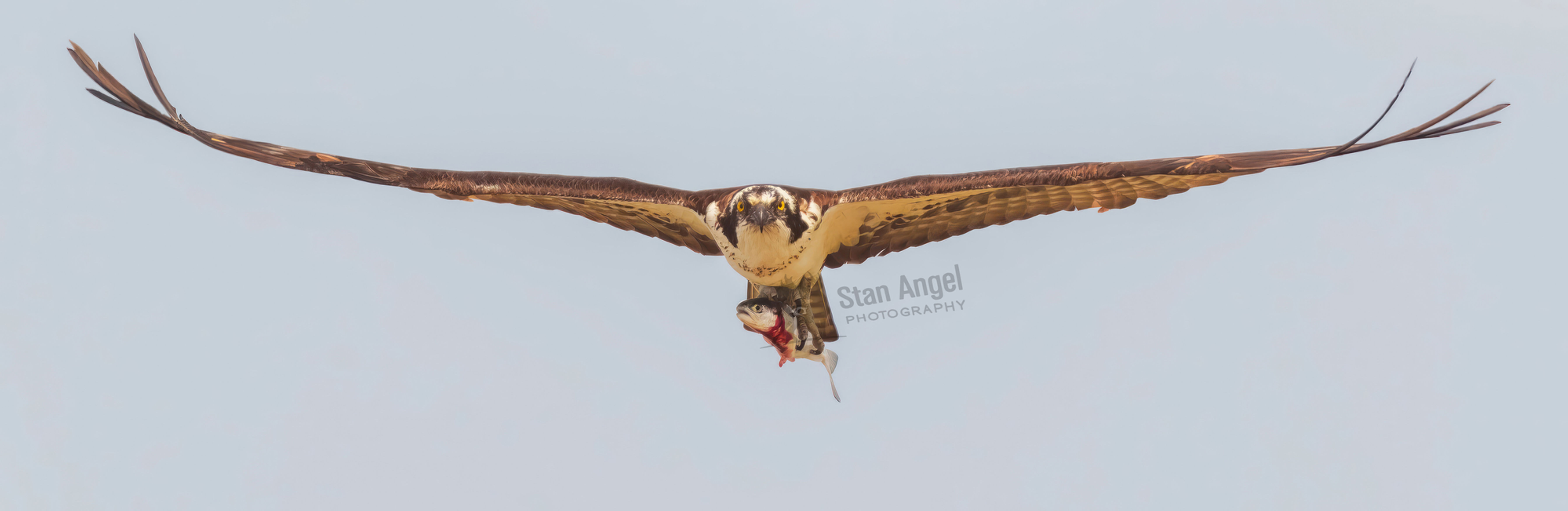Osprey Stare Male Flight Fish