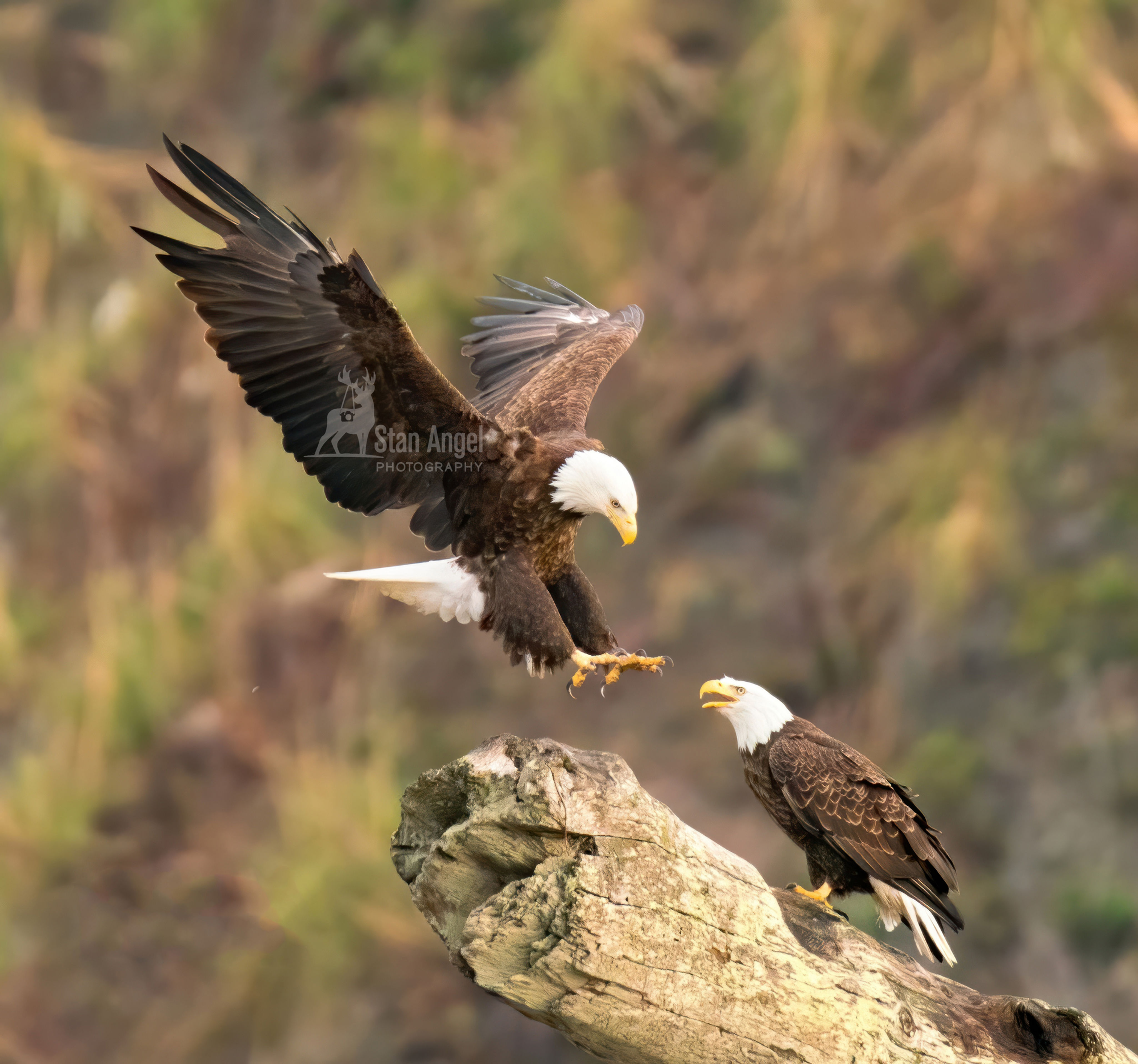 Bald Eagle Mated Pair CROP