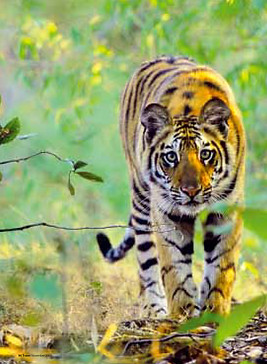 IndiaTigers-1 copy.jpg