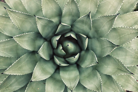 Succulent_edited.jpg