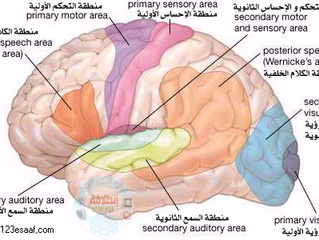 المراكز العصبية المتعلقة بالحركات الإرادية