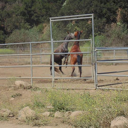 The boys playing!!! #horses #freezebrand