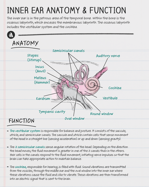 Med Student Study Guides