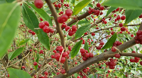 autumn olive.jpg