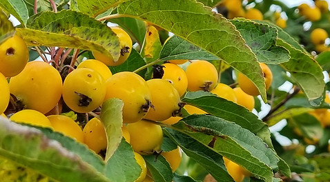 Golden Hornet crab apple.jpg