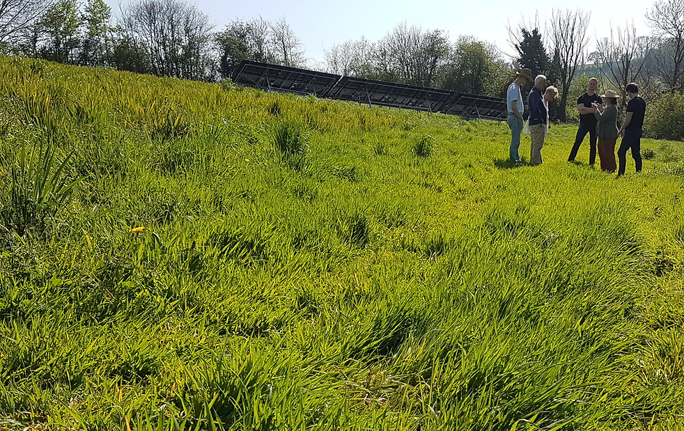 field before we planted agroforest.jpg