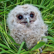 tawny owl chick_edited.jpg
