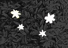 exploding flowers.png