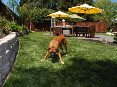 8 Frequently Asked Questions Regarding Synthetic Turf For Dogs