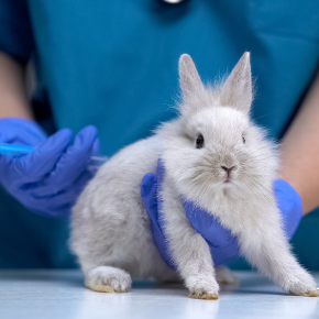 Cat & Rabbit Care Clinic's advice on preparing your rabbit for spring
