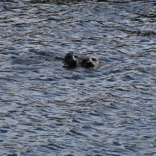 DSC_0885.JPG
