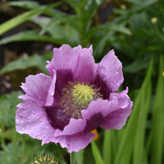 DSC_0546.JPG